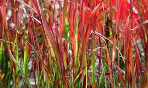 Japanisches Blutgras 'Red Baron', 1L Topf, 40 cm Höhe, Winterhart, Violett, Sonnenlage