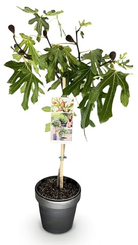 Ficus carica Little Miss Figgy - Terrassenpflanze - Laubabwerfend - Winterhart - Grüne Früchte - 80-90cm - Ø19cm - Gartenpflanze