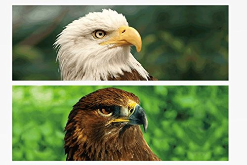 1x 3D Lesezeichen Adler 15x5cm Tiere Wackelbild Wackelkarte Buchzeichen Bookmark Bücher Buch Greifvögel