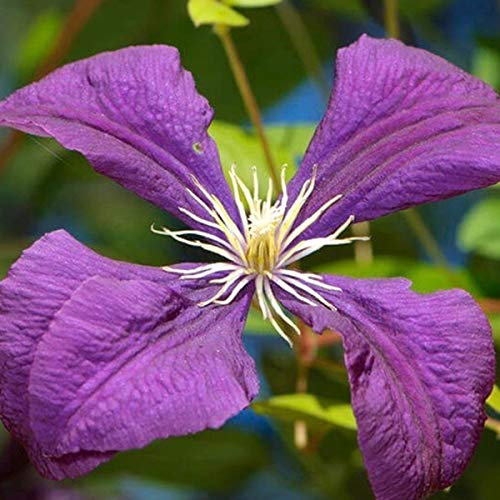 Clematis 'Jackmanii' - Waldrebe 50-60 cm Pflanzcontainer
