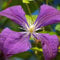 Clematis 'Jackmanii' - Waldrebe 50-60 cm Pflanzcontainer