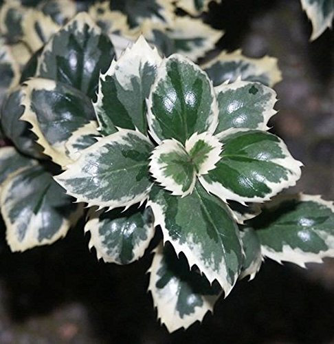 Stechpalme Ilex Casanova 25-30cm - Ilex meserveae - lebende Gartenpflanze aus den Baumschulen