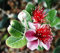 60: Pine Guava, Feijoa sellowiana, Baum (Edible, Evergreen)