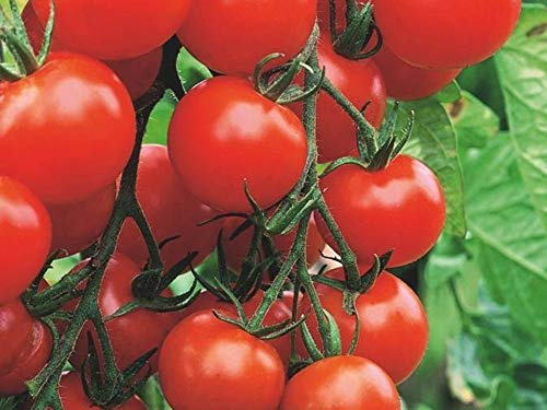 Moneymaker Tomatensamen, 35 Samen – Gemüse für den Garten – Bio-Methode
