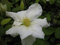 Clematis hybride Toki (60-100 cm) - Waldrebe/Klematis