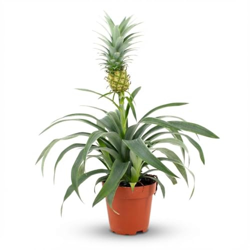 Ananaspflanze Mi Amigo – Ø12cm – Höhe 35–40cm – Tropische Zimmerpflanze mit dekorativer Mini-Ananas – Exotische Pflanze für Wohnraum & Büro
