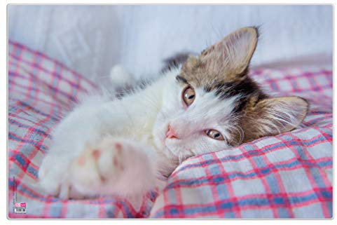 VELOFLEX 4651088 - Schreibunterlage Poster Katze, 40x60 cm, rutschfest