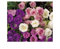 Stk - 35x Glockenblume doppelblumig gemischt - Samen Pflanze Blumen Garten KS43 - Seeds & Plants Shop by Ipsa