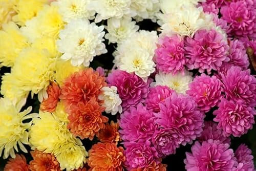 Graines de Chrysanthème des Jardins mix - Sachet de 2 grammes - Graines de style