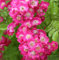 Kletterrose Maria Lisa 30-60cm - Gartenpflanze
