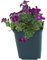 6 Stück Aubrieta Cascade Red von Intragarten | Blaukissen rot blühender und winterharter Bodendecker im Topf