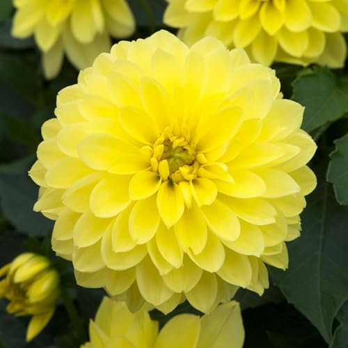 Dahlia Dalina Maxi Sonora - Eye-Catching Butter-Yellow Pompon Garden Flowers Ready to Plant - Flowering Summer Plants Garden Ready for Beds, Borders, and Pots - Dahlia Plants (9cm Pot, 10-20cm)
