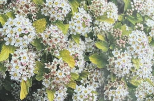 Direct Plants Physocarpus Raspberry Lemonade, Ninebark Flowering Shrubs, Outdoor Garden-Ready, Hardy, Fast Growing Hedges, Large 40-60cm Tall, Supplied in a 3 Litre Pot