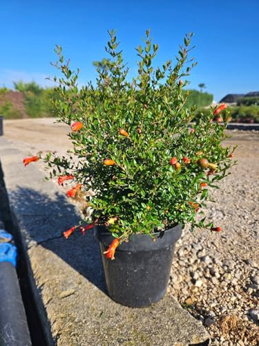 Punica granatum Busch 50-70 cm – Granatapfelstrauch für Garten, Balkon & Terrasse – Exotische Pflanze mit roten Blüten und leckeren Früchten
