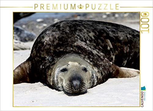 CALVENDO Puzzle Kegelrobbe | 1000 Teile Lege-Größe 64 x 48 cm Foto-Puzzle für glückliche Stunden