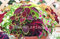 100 Stück Begonie Samen Bonsai schöne Blumensamen Hof Balkon Coleus Samen Begonie Pflanzen Topf DIY Hausgarten 4 reinigen
