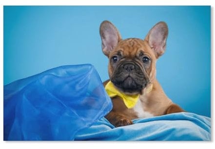 PGCKSK 5D DIY Diamond Painting，Französischer Bulldogge-Welpe，Full Round Drill Cross Stitch Home Decor（40x50cm）-D62