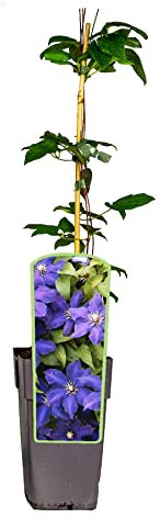Clematis | Jackmanii | Waldrebe | blau | mehrjährig | winterhart | 30-50cm | Kletterpflanze | Gartenpflanze | Blühend | Klematis | topfgewachsen | 1,7 Liter Topf