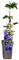 Clematis | Jackmanii | Waldrebe | blau | mehrjährig | winterhart | 30-50cm | Kletterpflanze | Gartenpflanze | Blühend | Klematis | topfgewachsen | 1,7 Liter Topf