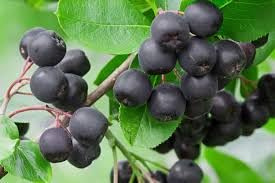 PIANTA ARONIA NERA, VIVAI VALTELLINA PIANTA 2 ANNI PRODUTTIVA RICCA ANTOCIANINI E FLAVONOIDI