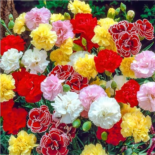 1000PCS Nelken Samen Gartennelken Mehrfarbig: Bunte Mischung für Garten & Balkon – Duftende & Langlebige Blüten – Leicht zu Züchten für Sträuße & Dekoration