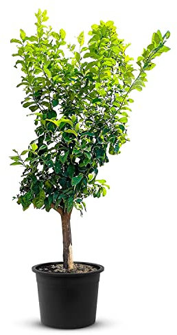 TropicTrees Zitronenbaum mit einer Höhe von 200-250 cm und einem Stammumfang von 20-30 cm | Zitronen für die Saftherstellung, als Gewürzzutat und als Zierpflanze für Innenbereiche