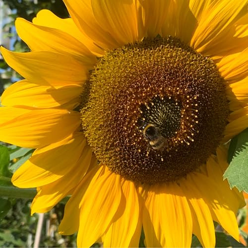 250 BIO Sonnenblumen-Samen, klassisch gelbe Sonnenblume der Sorte Peredovic mit großen gelb-goldenen Blüten, Sonnenblumensamen lat. Helianthus, biologisches Saatgut mit gelber Blüte, Bienenmagnet