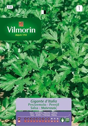 Semillas de PEREJIL GIGANTE ITALIA AROMÁTICO S-1 530, 14 gr