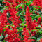 Salvia Blaze of Fire Seeds – Fiery Red Blooms – Must Have for Beddings, Containers & Window Boxes – Half Hardy Annual – for Your Beautiful Garden