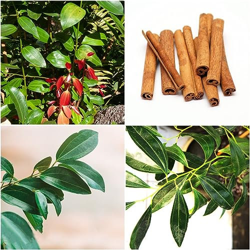 5 pcs Zimt samen - küchenkräuter plant exotische pflanzen,cinnamomum cassia,Seltene Pflanzen serie, kräuter samen pflanztöpfe steingartenpflanzen winterhart balkon deko zimmerbonsai