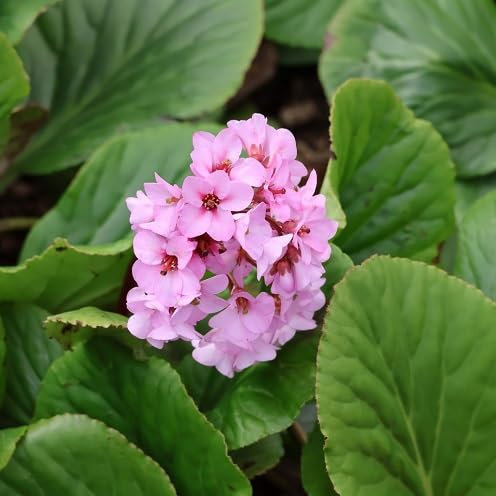 85 semi freschi di Bergenia