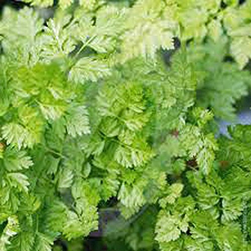 Portal Cool Semillas de perifollo, reliquia, Orgánica, No Gmo, (100+) Semillas de perifollo