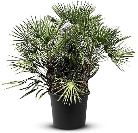 Tropictrees - Chamaerops humilis - 200-230 cm