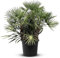 Tropictrees - Chamaerops humilis - 200-230 cm