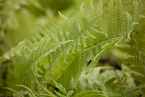 Matteuccia struthiopteris 30-40 cm - Straußenfarn, dekoratives Laub, ideal für schattige Standorte, pflegeleicht, winterhart