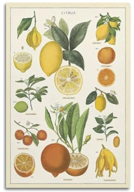 HUANA Vintage-Poster, schönes Zitronen-Poster, dekoratives Gemälde, Leinwand, Wandposter und Kunstdruck, modernes Familienschlafzimmer, Dekoration, Poster, 20 x 30 cm