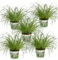 5er-Pflanzen-Set “Katzengras”, +/- 20-30cm, ø 10-15cm Topf, 5x Katzengras für Wohnung und Büro, Ungiftig & Tierfreundlich, Qualität vom Pflanzen Profi, Schneller Pflanzenversand