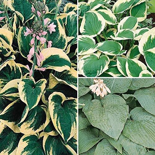 You Garden - 3 x Hosta Mix Perennial Hosta Plants in 9cm Pots