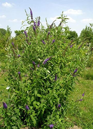 Sommerflieder Buddleja davidii 'Empire Blue' im Topf gewachsen 60-100cm