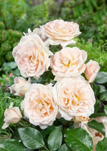 Rosa 'Lion's Rose' - Edelrose, cremeweiße Blüten, Blütezeit Juni-Oktober, ideal für Beete und Kübel, duftend, pflegeleicht und winterhart