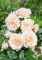 Rosa 'Lion's Rose' - Edelrose, cremeweiße Blüten, Blütezeit Juni-Oktober, ideal für Beete und Kübel, duftend, pflegeleicht und winterhart