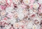 Fototapete Blumen Pfingstrose Rosa Rosen Romantisch 368x254 cm - inkl. Kleister - für Wohnzimmer Schlafzimmer Flur Vlies Tapete Wandtapete Vliestapete Motivtapeten Montagefertig