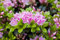 Rhododendron obtusum 'Rokoko' 20-25 cm - Azalee, zartrosa Blüten, Blütezeit Mai-Juni, ideal für Kübel und Rabatten, winterhart, pflegeleicht
