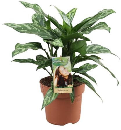 Aglaonema Maria - Kolbenfaden - Zimmerpflanze - Ø17cm - ↑40cm