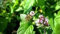 Las semillas de la hierba de menta, Mentha piperita, no GMO, variedad de tamaños, (6400)