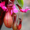 TOYHEART 50pcs Graines De Fleurs De Qualité Supérieure, Graines De Népenthes Décoratives Tropicales avec Pochette Graines De Plantes Carnivores pour La Maison Rouge