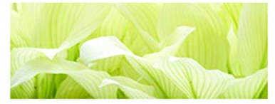 Lincolnshire Pond Plants Ltd - Hosta 'White Feather' -bareroot-1 LTR - Marginal - Fish or Wildlife Pond and bog Aquatic Plants