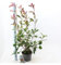 Fotinia Photinia x fraseri Red Robin pianta da siepe in vaso ø22 cm H 110/150 cm