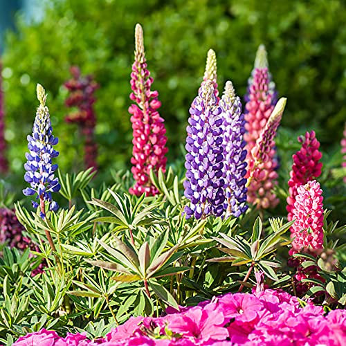 BRKENT Lupinensamen Winterharte Pflanzen Lupinen Balkonblumen Gartendeko Für Draußen Lupine Blumensamen Stauden Winterhart Mehrjährig Bodendecker Blumen Geschenk Wildblumen 300 Saatgut, Mehrfarbig