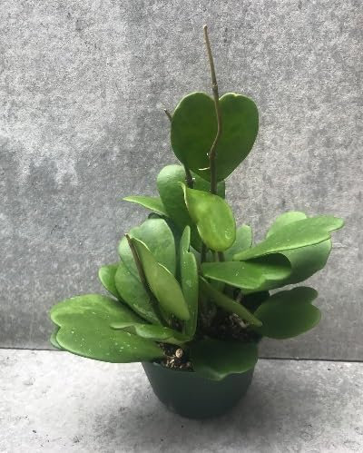 Hoya Kerrii Pflanzen, 50 Stuck, Grün:Seeds Only